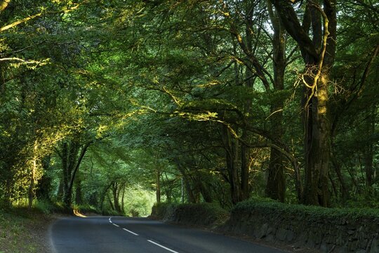 An avenue in West Cornwall. The trees form a canopy. Evening, golden hour. Cornwall, England, Great Britain