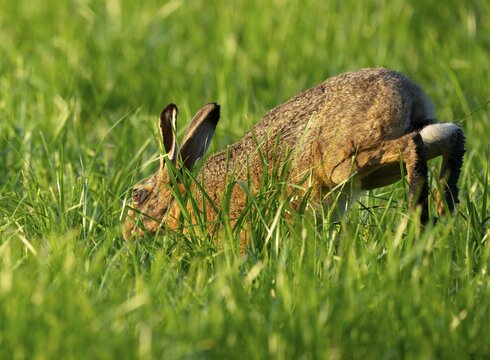 European hare (Lepus europaeus) running across a green meadow, wildlife, Lower Saxony, Germany