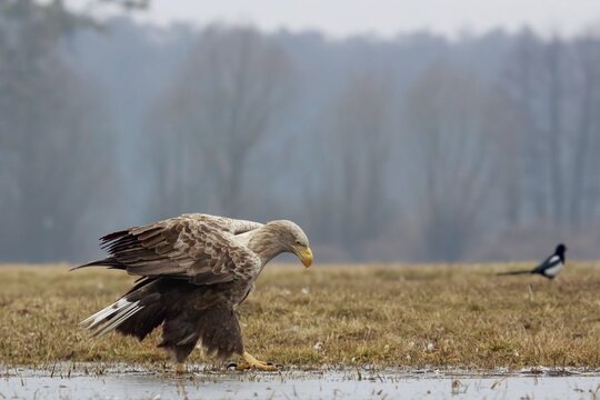 Sea eagle (Haliaeetus albicilla) with ruffled feathers walking on ice, Ł&oacute;dź, Poland