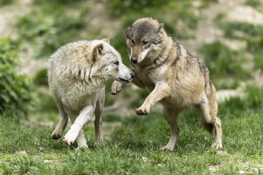 Two wolves in friendly interaction in a green, natural forest environment, Timberwolf, American wolf (Canis lupus occidentalis)
