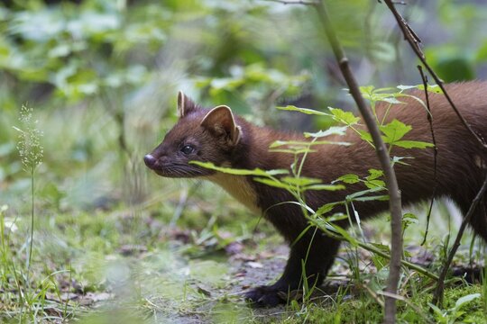 Pine marten (Martes martes), Bavaria, Germany, Europe, captive