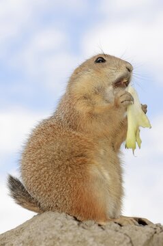 Black-tailed prairie dog (Cynomys ludovicianus), foraging, captive, occurring in North America