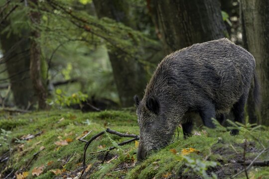 Instead of fleeing, the wild boar (Sus scrofa) starts searching for beechnuts and acorns, mast year, acorns, beechnuts, October, Denmark