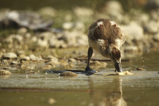 Egyptian goose (Alopochen aegyptiaca) young bird eating fish waste in a gravel pit, Allg&auml;u, Bavaria, Germany, Allg&auml;u, Bavaria, Germany