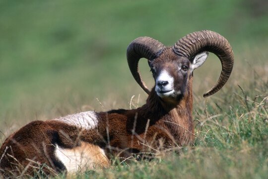 Mouflon (Ovis ammon musimon), Aurach, Tyrol, Austria, Europe