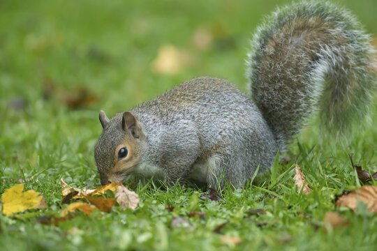 Grey squirrel (Sciurus carolinensis) adult animal searching for food on a garden grass lawn in the autumn, England, United Kingdom