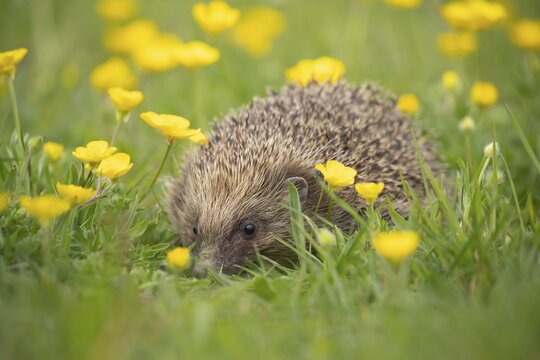 European hedgehog (Erinaceus europaeus) adult in a spring meadow with flowering Buttercup plants, England, United Kingdom