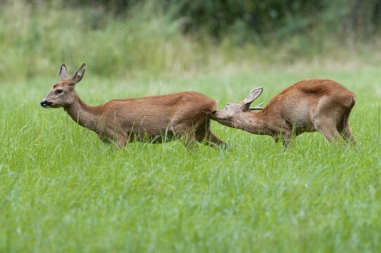 Roe deer (Capreolus capreolus), roebuck checks the doe's readiness to mate in the rutting season, leaf season, Germany