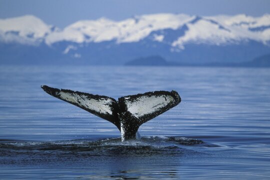 Humpback Whale (Megaptera novaeangliae), fluke, Alaska