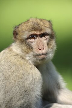 Barbary macaque (Macaca sylvanus), captive, portrait, occurring in Morocco, Algeria and Gibraltar