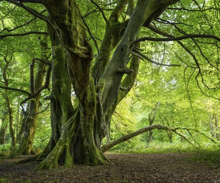Forest landscape. A mighty gnarled old tree in a forest in Cornwall. Moss on the trunk. Cornwall, England, Great Britain