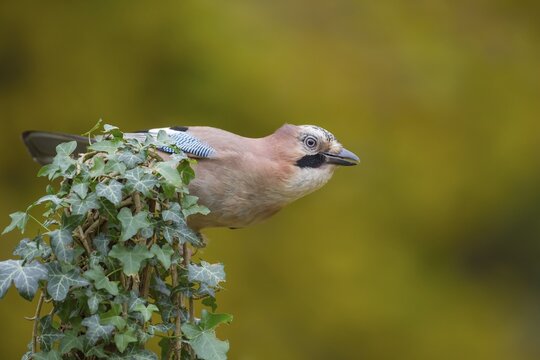 Eurasian jay (Garrulus glandarius) adult bird on an ivy clad tree stump in autumn, England, United Kingdom