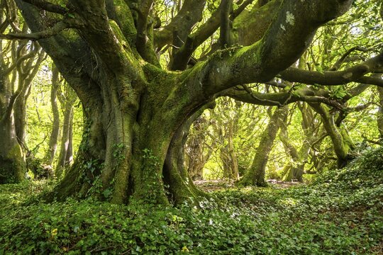 Forest landscape. A mighty gnarled old tree in a forest in Cornwall. Moss on the trunk, ivy (Hedera) on the ground. Cornwall, England, Great Britain