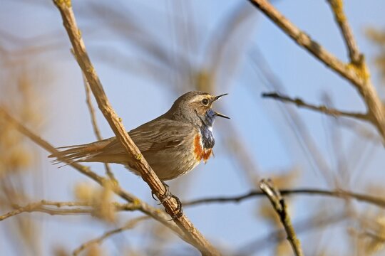 Bluethroat (Luscinia svecica) singing on a branch, wildlife, Germany