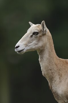 European mouflon (Ovis gmelini musimon, Ovis orientalis musimon), female, Saxony, Germany