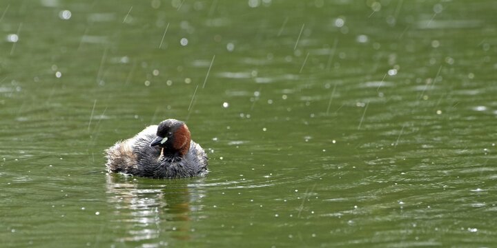 Little Grebe (Tachybaptus ruficollis), Kramsach, Tyrol, Austria, Europe