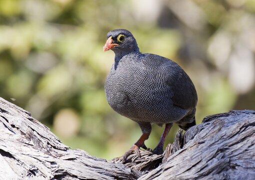 Red-billed Francolin (Francolinus adspersus), Savuti, Chobe National Park, Botswana, Africa