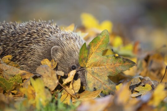 European hedgehog (Erinaceus europaeus) adult animal on an urban garden grass lawn with fallen autumnal leaves in the autumn, England, United Kingdom