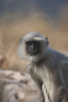 Gray langur (Semnopithecus entellus) monkey adult animal portrait, Bandhavgarh, Madhya Pradesh, India