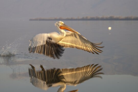 Dalmatian Pelican (Pelecanus crispus), Dalmatian Pelican in landing approach, morning light, in splendour, Lake Kerkini, Greece