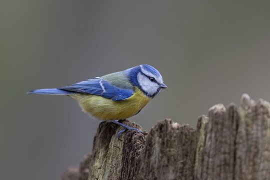 The blue tit (Cyanistes caeruleus) is a frequent visitor to the winter feeding site, Germany
