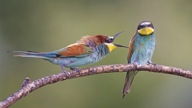 Bee-eater (Merops apiaster) pair, interaction, male, female, breeding, courtship, Middle Elbe River Landscape, Middle Elbe Biosphere Reserve, Saxony-Anhalt, Germany