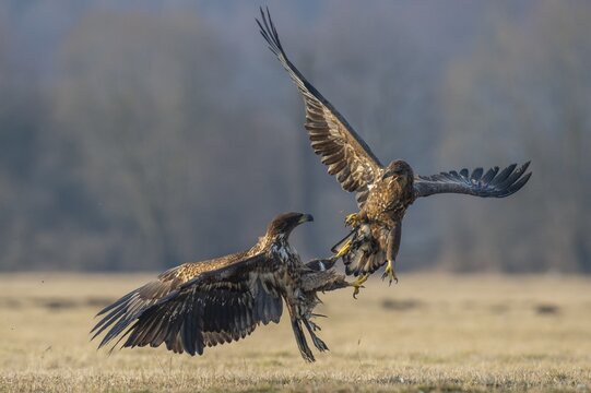 Two young white-tailed eagles (Haliaeetus albicilla) fighting for prey in flight, winter, Kutno, Poland