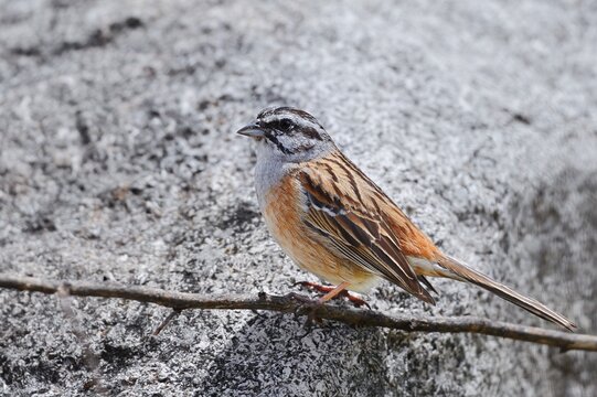 Rock Bunting (Emberiza cia), male, Algarve, Portugal