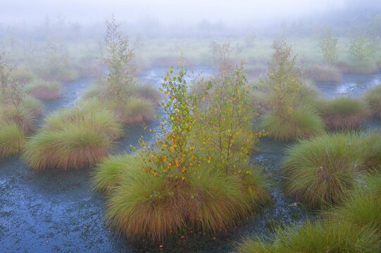 Fog in the moor with bulten, mystique, creepy, Goldenstedter Moor, Goldenstedt, Lower Saxony, Germany