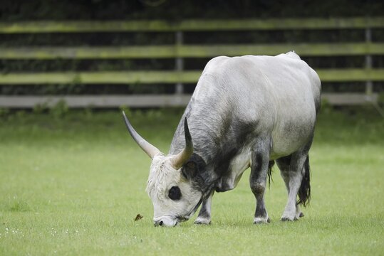 Hungarian Grey Cattle or Hungarian grey cattle (Bos primigenius f. taurus), bull in a meadow, Hungary
