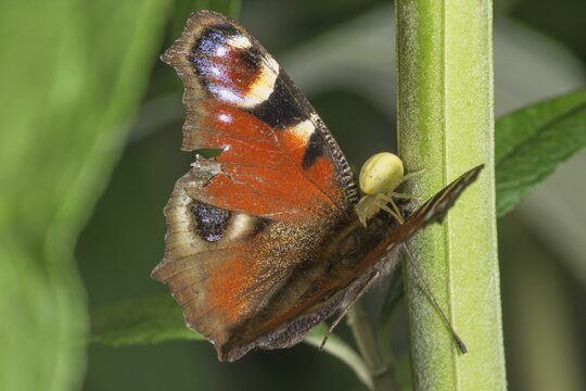 A peacock butterfly (Inachis io) with damaged wings being sucked out by a Goldenrod crab spider (Misumena vatia) on a stem, Baden-W&uuml;rttemberg, Germany