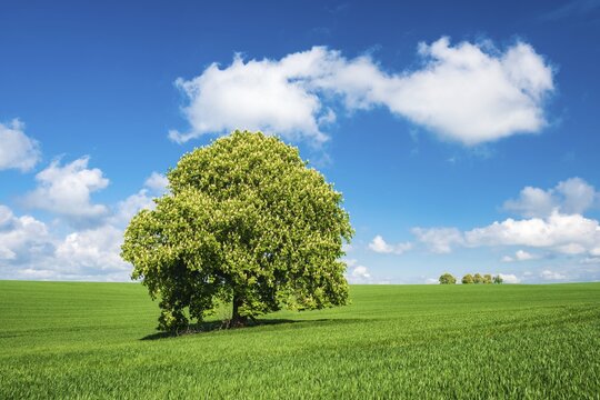 Large solitary horse chestnut (Aesculus) in full bloom on a green field in spring, blue sky with cumulus clouds, Saalekreis, Saxony-Anhalt, Germany