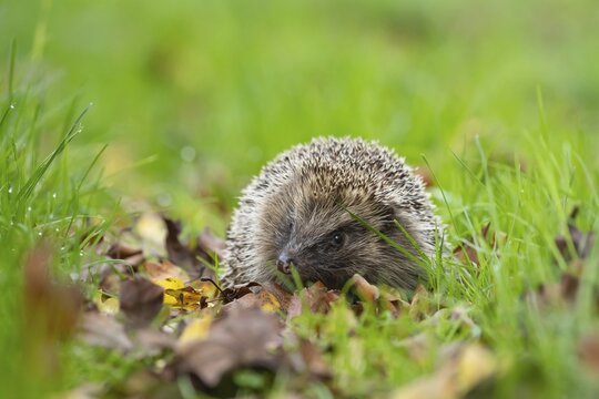 European hedgehog (Erinaceus europaeus) adult animal amongst fallen autumn leaves on a garden lawn, Suffolk, England, United Kingdom