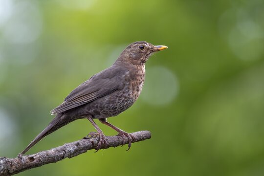 The female blackbird (Turdus merula) is under great pressure during the rearing of her young, breeding season, May, Germany