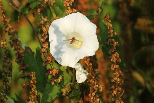 Common winter hoverfly (Episyrphus balteatus) landing in the blossom of a fence bindweed (Calystegia sepium), Allg&auml;u, Bavaria, Germany