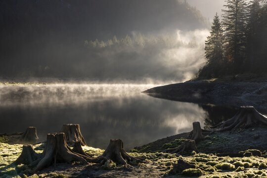 The Vordere Gosausee in autumn. Several tree stumps in the foreground. Fog rises from the lake. Sun, backlight. Vorderer Gosausee, Gosau, Gosau Valley, Salzkammergut, Upper Austria, Austria