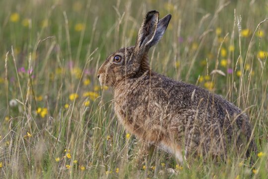 Brown hares (Lepus europaeus) feed exclusively on plant food, in summer it is grasses, various leafy plants, also field crops are on the menu, Germany