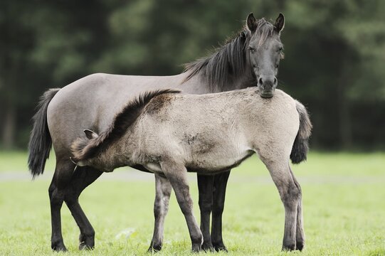 D&uuml;lmener Wildpferd, mare with foal, Merfelder Bruch, D&uuml;lmen, North Rhine-Westphalia, Germany