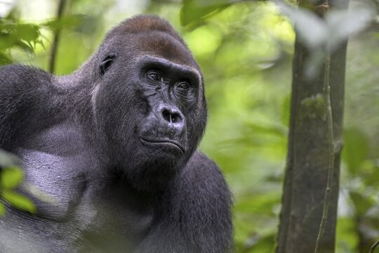 Western lowland gorilla (Gorilla gorilla gorilla), male, silverback, Ba&iuml;-Hokou, Dzanga-Ndoki National Park, Unesco World Heritage Site, Dzanga-Sangha Complex of Protected Areas (DSPAC), Sangha-Mba&eacute;r&eacute; Prefecture, Central African Republic