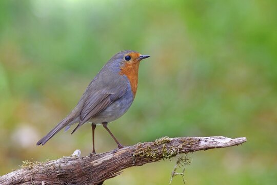 European robin (Erithacus rubecula), Solms, Hesse