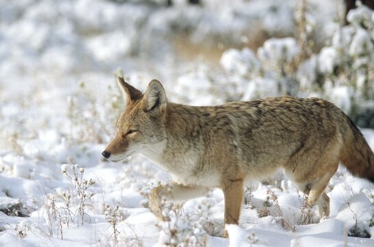 Coyote. Canis latrans. Coyote standing on a snow-covered meadow and watching. Rocky Mountains national park. Colorado state. USA