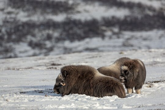 Yawning, the musk ox calf (Ovibos moschatus) waits for a reaction from its mother, baby animals, winter, snow, cold, Tundra landscape, October, Norway