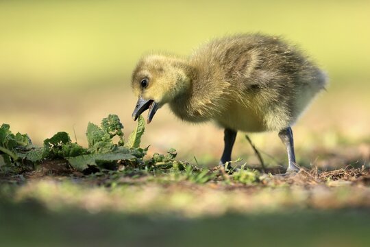 Greylag goose (Anser anser) chicks in a meadow, Germany