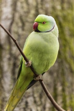 Rose-ringed parakeet (Psittacula krameri) on a branch, wildlife, Germany