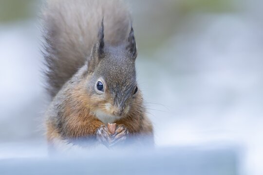 Red squirrel (Sciurus vulgaris) adult animal eating a nut in snow in winter, England, United Kingdom