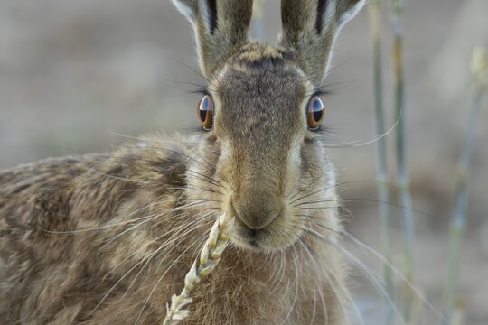 European brown hare (Lepus europaeus) adult animal feeding on a wheat sheath in a farmland field in summer, England, United Kingdom
