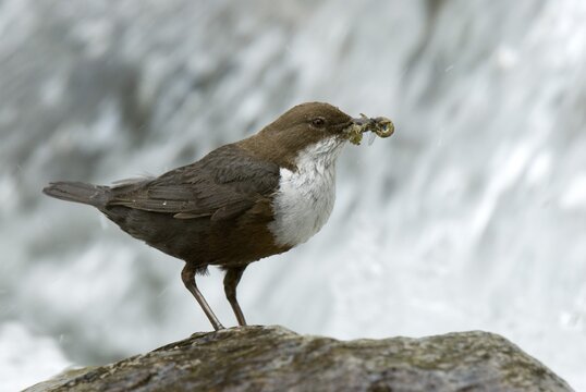 White-throated Dipper (Cinclus cinclus), Wolfsklamm, Stans, North Tyrol, Austria, Europe