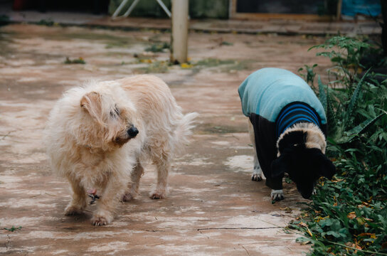 perros dom&eacute;sticos en el exterior, mascotas dando un paseo en el parque