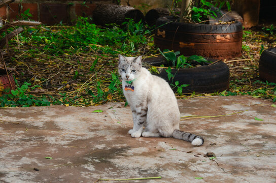 Un gato gris o blanco con ojos celestes sentado en el jard&iacute;n mirando hacia la c&aacute;mara, gato siam&eacute;s 