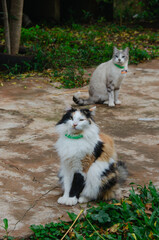 Obraz premium Dos gatos adultos sentados en el piso del jardín, un gato calicó y otro gris, sentados en el piso con plantas alrededor